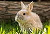 Angebot Ostern